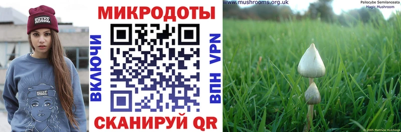 Купить где  Светогорск  Псилоцибиновые грибы мицелий 